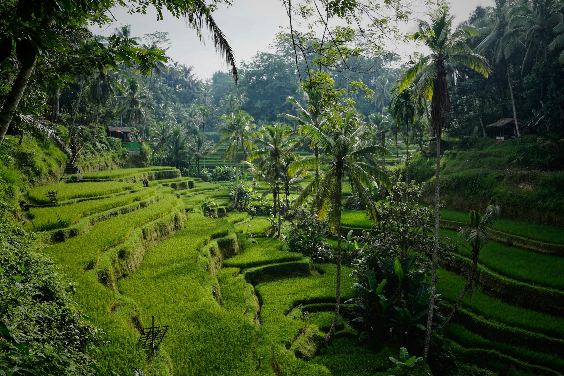Bali & Beyond